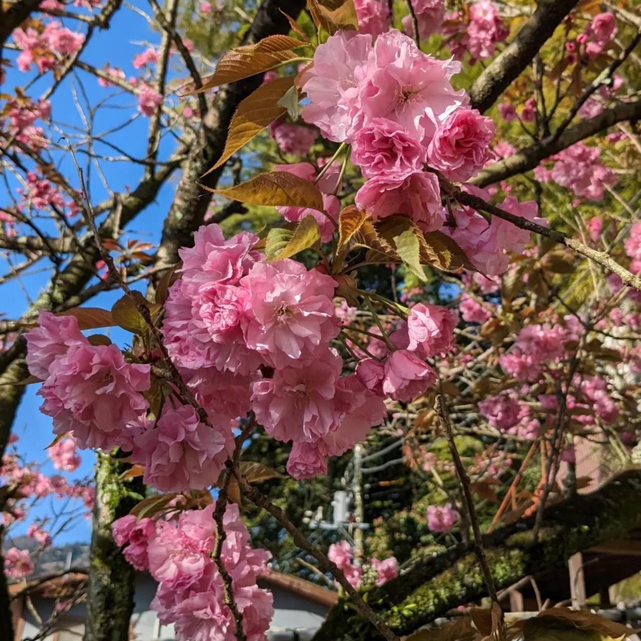 Kappa Tengoku 箱根 外观 照片